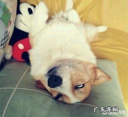 柯基犬的便便为什么那么软臭?