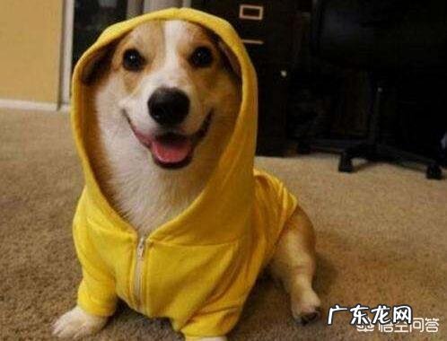 柯基犬的便便为什么那么软臭?