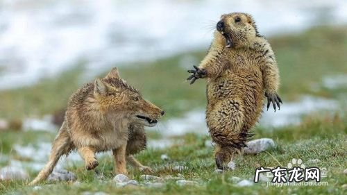 如何预防新型肺炎,如何预防心理健康?