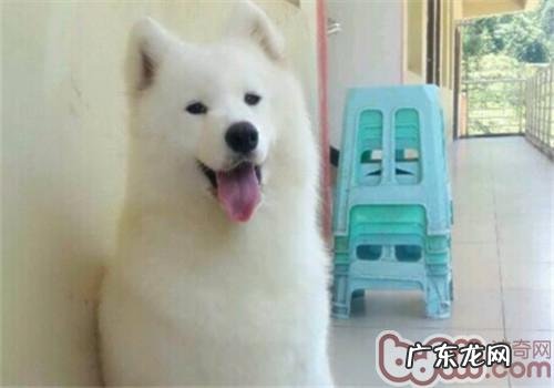 狗狗打嗝的原因是什么