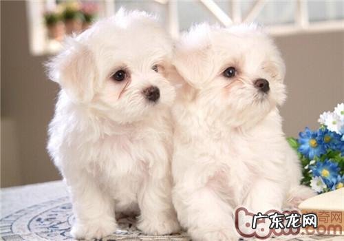 小狗耳朵里面保养小知识