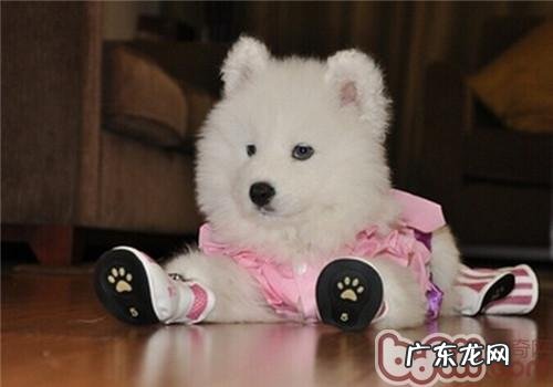 养宠物有哪些好处呢