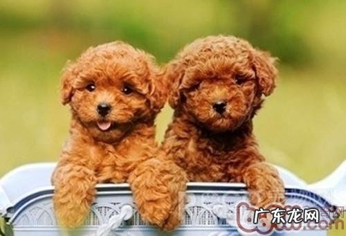 小狗确实能听得懂人话吗