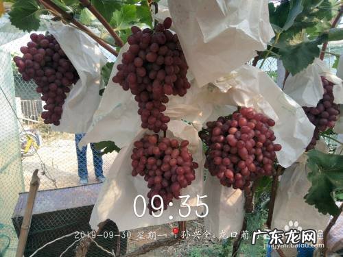 新型肥料的类型及特点,中国目前有哪些新型肥料?