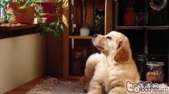 小宠物误吞易中毒了的24栽培植物