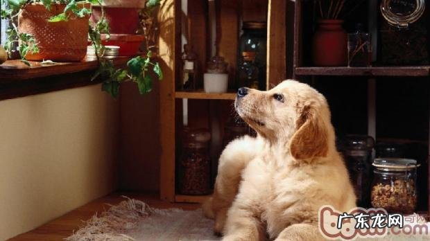 小宠物误吞易中毒了的24栽培植物