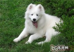 小狗散散步益处多