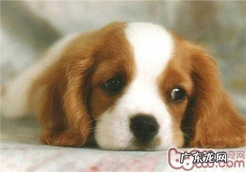 怎样照料干眼症的小狗