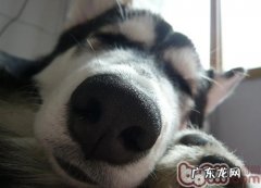 小狗灵巧味觉的运用和特性