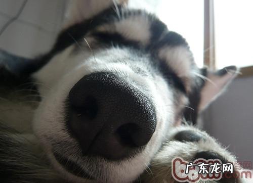 小狗灵巧味觉的运用和特性