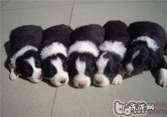 母狗生完孩子怎样保养？