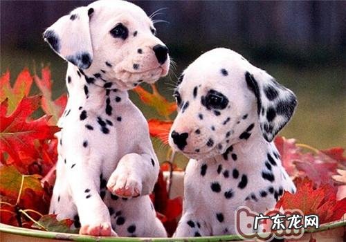 小狗碰到生命威胁的紧急措施