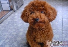 养犬普遍的错误观念