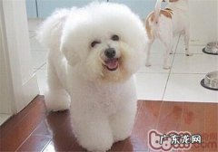 狗狗美容时不懂事该怎么办