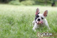 为何你的小狗讨厌玩耍