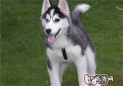 金毛的胃肠作用