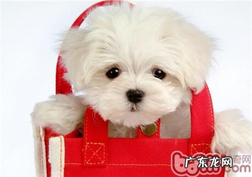 小狗是怎样告知主人家他得病的