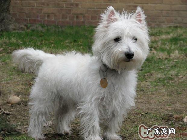 怎样为刚进家的小狗布局自然环境