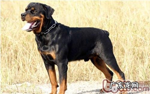 怎样科学研究的给大型狗补钙补锌