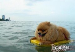 夏季带狗狗游泳必须留意什么难题