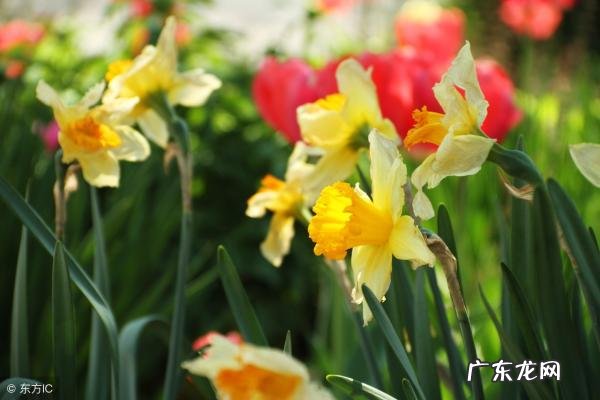 内裤铁锈色 内裤色女孩