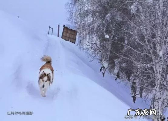 深宫谍影格泰是谁的儿子 格泰是谁的儿子