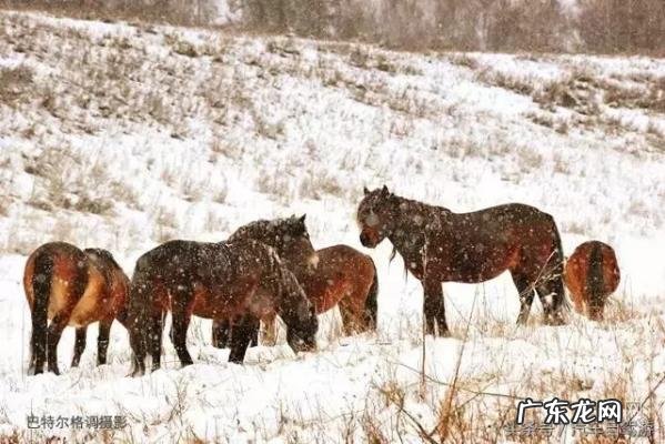 深宫谍影格泰是谁的儿子 格泰是谁的儿子