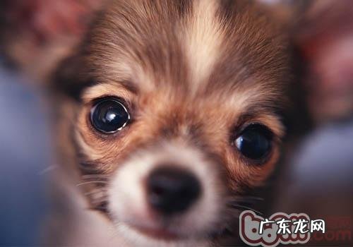 小狗中毒了——住宅小区草地成元凶