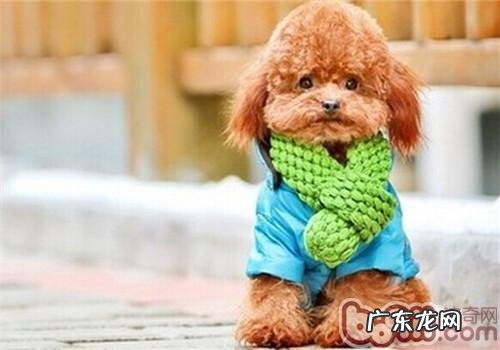 泰迪狗狗乱咬吗？