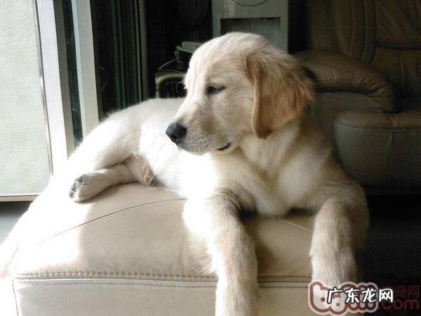 狗狗智商也必须主人家开发设计