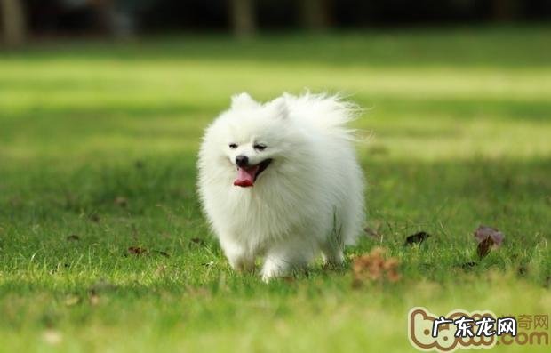 合适肥胖症小狗的健身运动