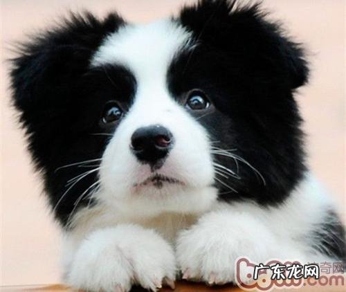 狗狗零食有什么功效