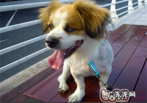 小宠物去势益处多