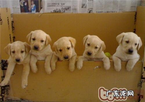 暑假寄养狗狗常见问题