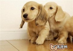 小狗都有哪些本能反应