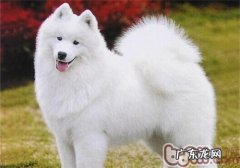 家中狗毛乱窜该怎么办