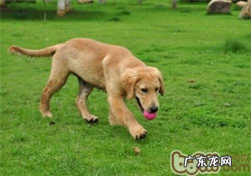 小狗为何怕雷电