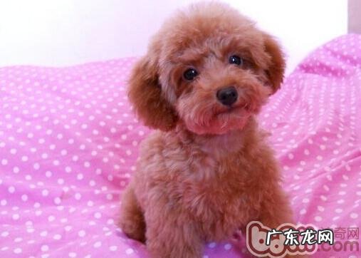 13类宠物狗不可以买