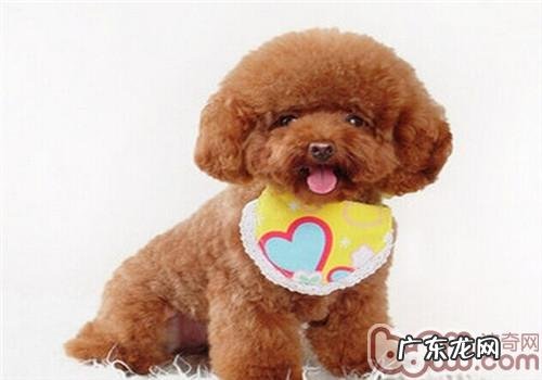 小泰迪怎么瘦下来