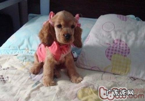 可卡犬有异味该怎么办