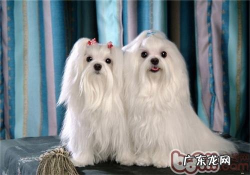 是什么原因造成 狗狗眼屎多