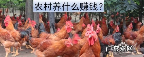 农村养什么赚钱,适合穷人没本钱的养殖？