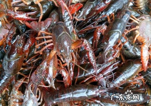 农村养什么赚钱,适合穷人没本钱的养殖？