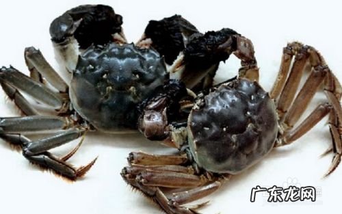 农村养什么赚钱,适合穷人没本钱的养殖？