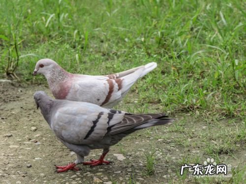 农村养什么赚钱,适合穷人没本钱的养殖？