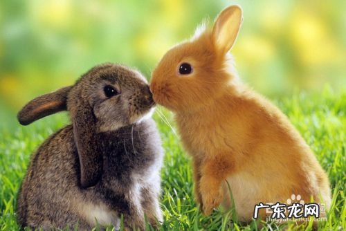 农村养什么赚钱,适合穷人没本钱的养殖？