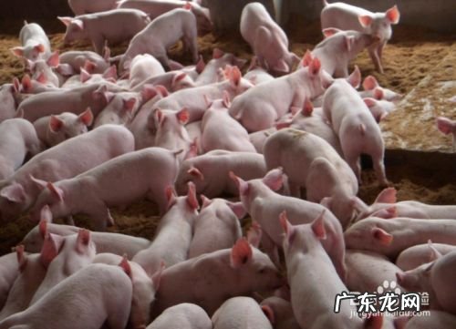 农村养什么赚钱,适合穷人没本钱的养殖?