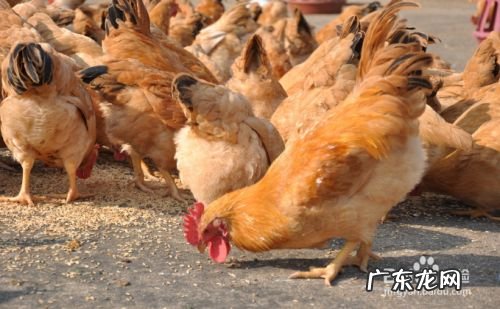 农村养什么赚钱,适合穷人没本钱的养殖？