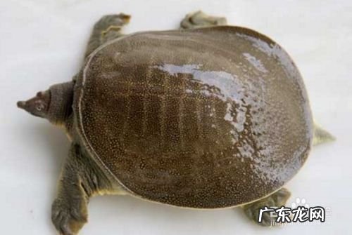 农村养什么赚钱,适合穷人没本钱的养殖?