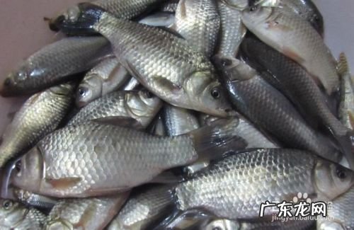 农村养什么赚钱,适合穷人没本钱的养殖？